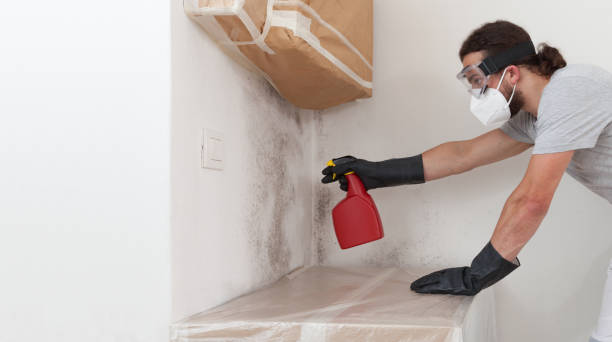 Professional Attic Mold Removal technician working in New Milford, IL