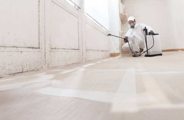 24/7 Emergency Attic Mold Removal experts in New Milford, IL