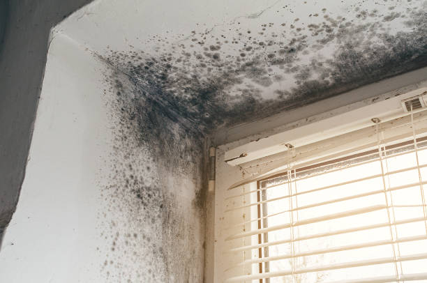 Affordable Attic Mold Removal solutions in New Milford, IL