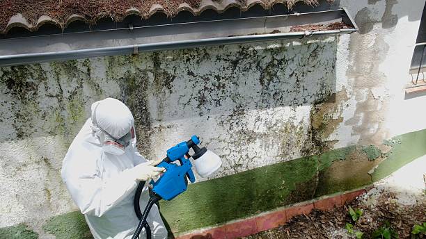 Top rated local Attic Mold Removal specialists in New Milford, IL